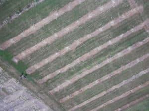 Aerial image of crop lines in a field