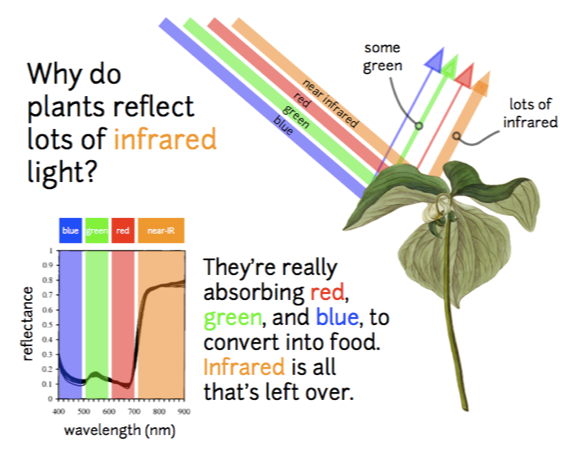 Why do plants reflect IR light infographic